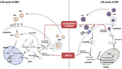 HBV/HIV Coinfection: Impact on the Development and Clinical Treatment of Liver Diseases